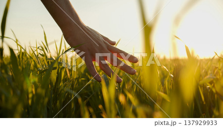 Human man's hand moving through green field of the grass. Male hand touching a young wheat in the wheat field while sunset. Boy's hand touching wheat during sunset. Human man's hand moving through green field of the grass. Male hand touching a young wheat in the wheat field while sunset. Boy's hand touching wheat during sunset. 137929933