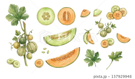 メロンの水彩イラストセット リアルでおしゃれなフルーツ素材集 137929948