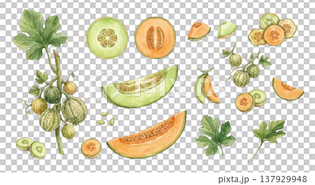 メロンの水彩イラストセット リアルでおしゃれなフルーツ素材集 137929948