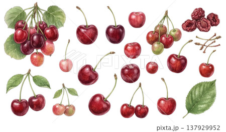 さくらんぼの水彩イラストセット リアルでかわいいチェリー素材集 137929952