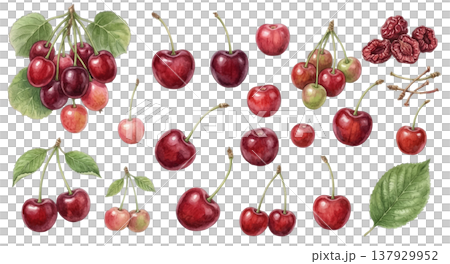 さくらんぼの水彩イラストセット リアルでかわいいチェリー素材集 137929952