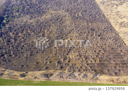 view from above of forest view from above of forest 137929956