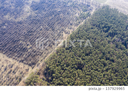 view from above of forest view from above of forest 137929965