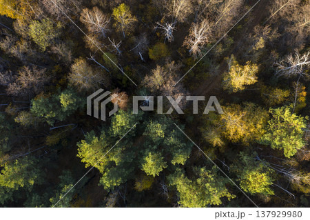 view from above of forest view from above of forest 137929980