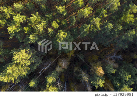 view from above of forest 137929981