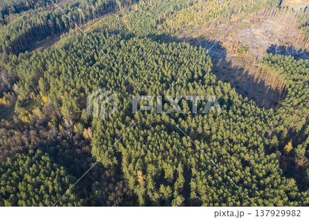 view from above of forest view from above of forest 137929982