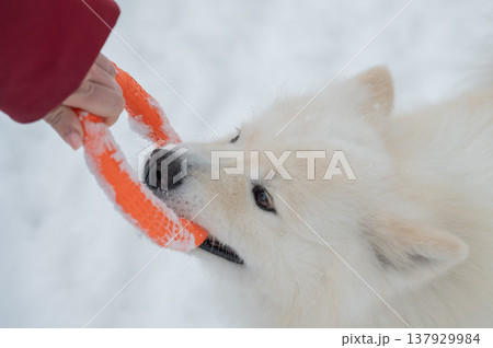 A Samoyed dog plays with a puller on a winter walk. 137929984