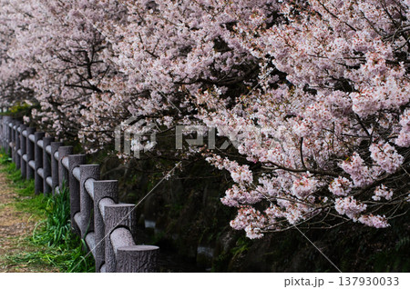 春めき桜 137930033