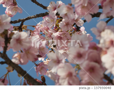倉敷川河津桜 倉敷川河津桜 137930040