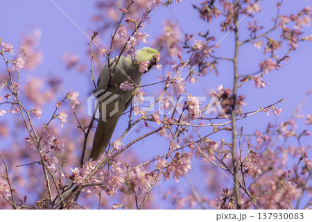 桜の花とワカケホンセイインコ(輪掛本青鸚哥) 桜の花とワカケホンセイインコ(輪掛本青鸚哥) 137930083