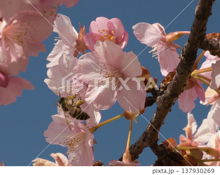 倉敷川河津桜、ミツバチ 倉敷川河津桜、ミツバチ 137930269