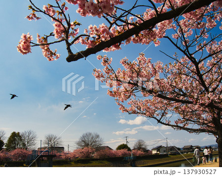 倉敷川河津桜としらさぎ 倉敷川河津桜としらさぎ 137930527