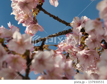 倉敷川河津桜 倉敷川河津桜 137930531
