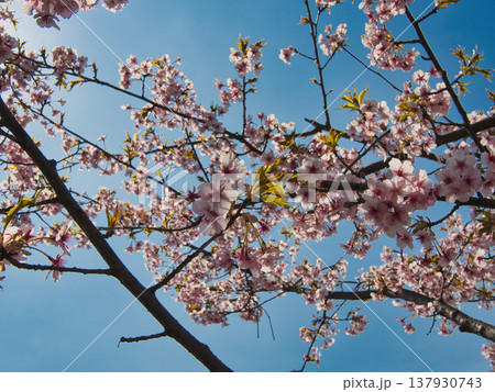 倉敷川河津桜 137930743