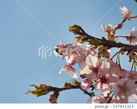 倉敷川河津桜 倉敷川河津桜 137931323