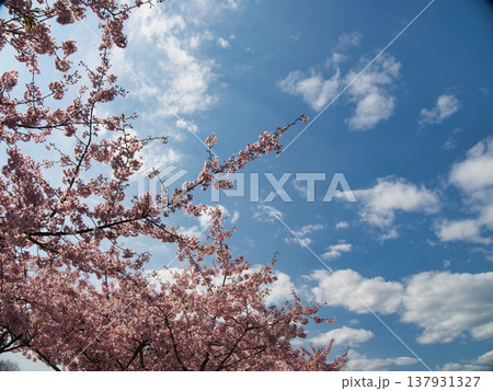 倉敷川河津桜 倉敷川河津桜 137931327