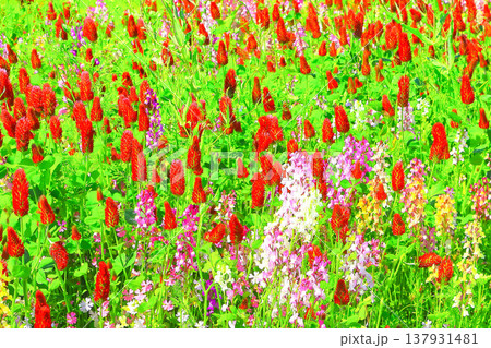 鮮やかな花の絨毯 鮮やかな花の絨毯 137931481