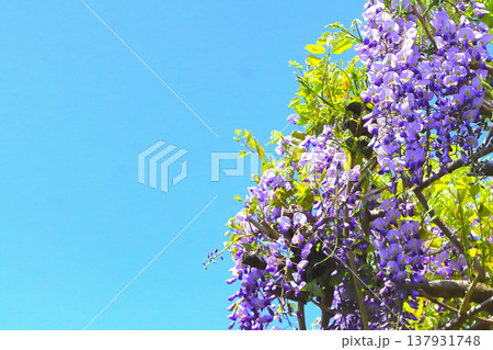 快晴の青空と満開の藤の花 137931748