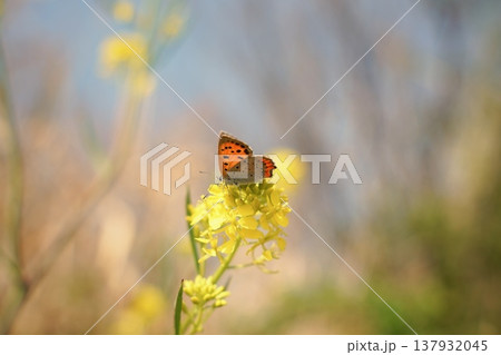 菜の花とベニシジミ 137932045