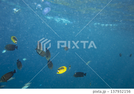 sea fish near coral reef, underwater sea fish near coral reef, underwater 137932156