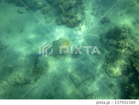 sea fish near coral reef, underwater sea fish near coral reef, underwater 137932160
