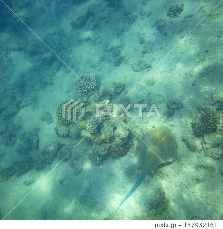 sea fish near coral reef, underwater 137932161