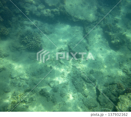 sea fish near coral reef, underwater sea fish near coral reef, underwater 137932162