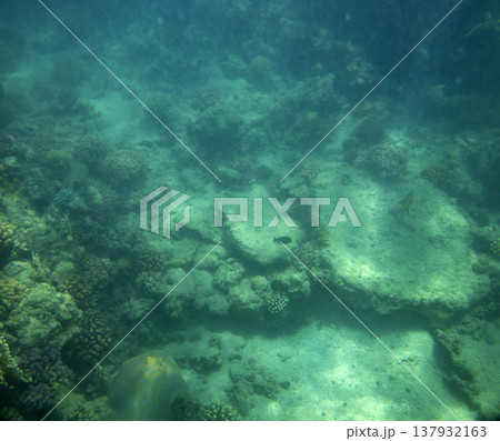 sea fish near coral reef, underwater sea fish near coral reef, underwater 137932163