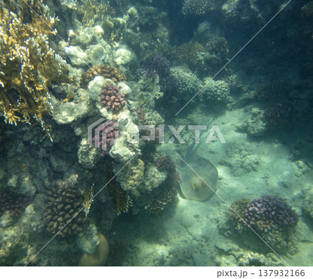 sea fish near coral reef, underwater sea fish near coral reef, underwater 137932166