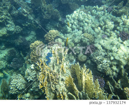 sea fish near coral reef, underwater 137932174