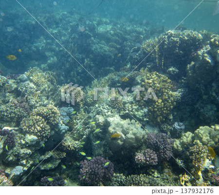 sea fish near coral reef, underwater sea fish near coral reef, underwater 137932176