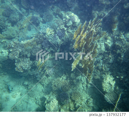 sea fish near coral reef, underwater sea fish near coral reef, underwater 137932177