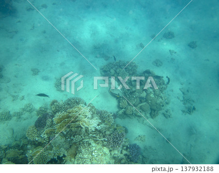 sea fish near coral reef, underwater 137932188