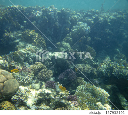 sea fish near coral reef, underwater 137932191