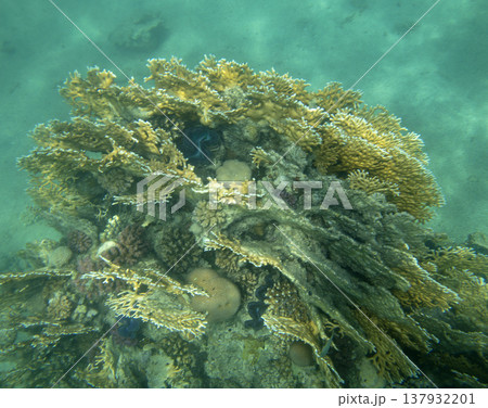 sea fish near coral reef, underwater 137932201