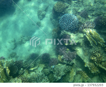 sea fish near coral reef, underwater 137932203