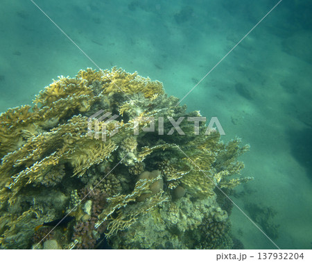 sea fish near coral reef, underwater sea fish near coral reef, underwater 137932204