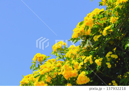 快晴の青空に映える黄色い薔薇の花 快晴の青空に映える黄色い薔薇の花 137932218
