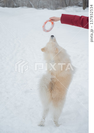 A Samoyed dog plays with a puller on a winter walk. 137932534