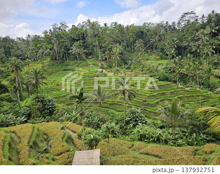 バリ島　ウブド　テガラランライステラス 137932751