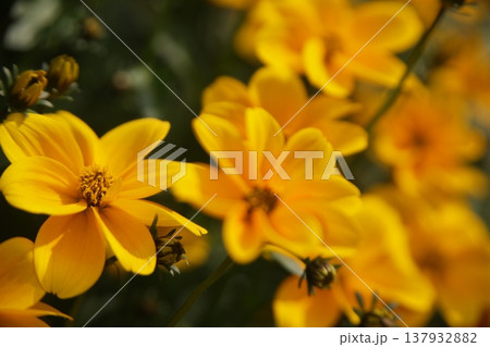 黄色の花 137932882