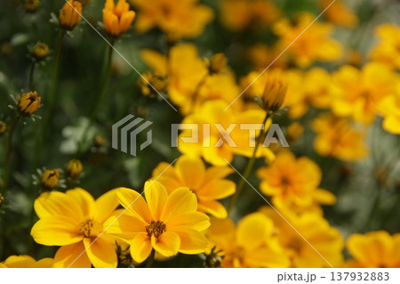 花 137932883