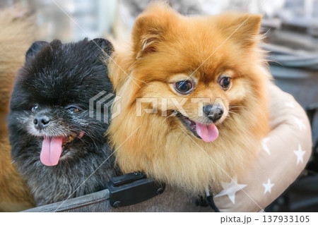 Two pomeranian dogs resting together indoors close portrait 137933105