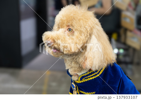 Close up poodle dog in blue outfit at indoor pet exhibition 137933107
