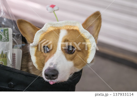 Welsh corgi dog close portrait in stroller wearing knitted hat 137933114