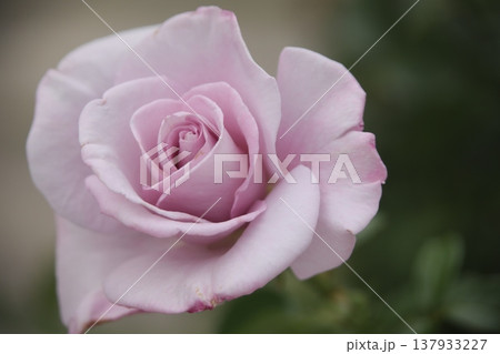 バラ バラ 137933227