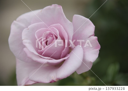 バラ 137933228