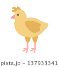 Cute yellow chicken. Vector spring illustration. 137933341
