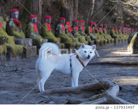 日光市緩慢が淵　化け地蔵と白い犬 137933497