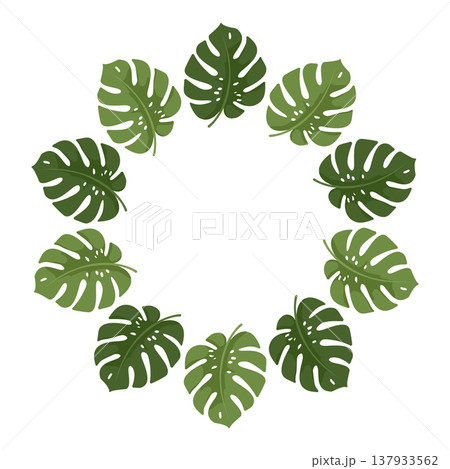 Classic Monstera deliciosa leaves in a distinctive vector wreath for a bold jungle feel 137933562